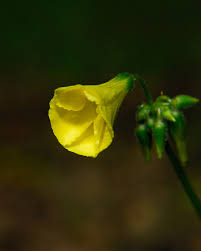 Maybe you would like to learn more about one of these? Oxalis Pes Caprae Curbstone Valley