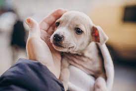 At What Age Do Dogs Stop Growing Pedigree And Mix Breeds