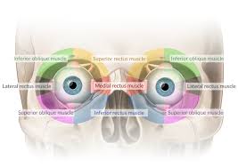 The brainstem nuclei are the nuclei in the brainstem. Nucleus Ambiguus Amboss