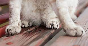What You Need To Know About Your Cat S Claws Cole Marmalade