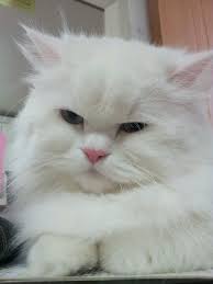 My Persian Cat Cat Name Is Yaong It S Korean Name English Means Mew Cats Persian Cat Cat Names