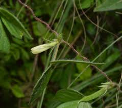 Image result for Macrotyloma tenuiflorum