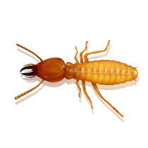 I am the owner/president of advanced termite and pest control in charleston, sc. Termites In South Carolina Charleston Columbia Myrtle Beach Sc