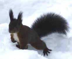 Corinna borau paul heger anna gröbel alban burster. Winterliches Wetter Mitten Im April Proplanta De