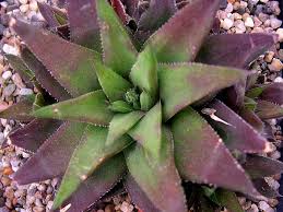 Image result for Euphorbia baylissii