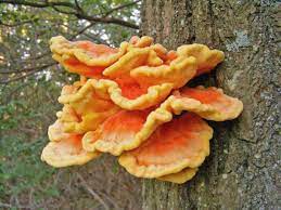 Here we'll detail some of the more common and fairly easy to identify edible mushrooms of alabama and the southeast. The 12 Best Edible Wild Mushrooms Meateater Cook