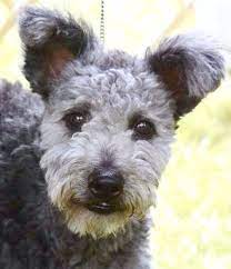 The Pumi S Coat Is A Combination Of Wavy And Curly Hair Forming Corkscrews Or Curls All Over The Body And Is Never Smo Pumi Dog Dog Breeds Funny Dog Pictures
