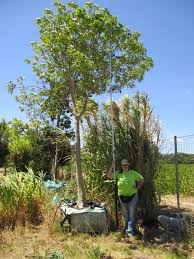 Image result for Rauvolfia afra