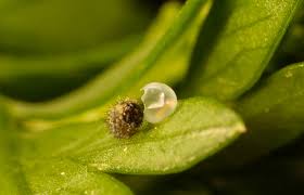 Prior update version 1.90 the special ability was hurry an egg every 3 days. Black Swallowtail Eggs And Larvae Revisited Roads End Naturalist