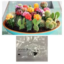 Hugh conlon, horticulturalist, professor.,how to opuntia (prickly pear cactus) | eco landscaping. Prickly Pear Cactus Mix Succulent Lithops Seeds Shopee Philippines