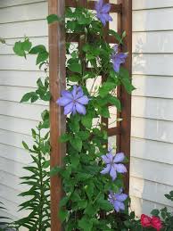 Check spelling or type a new query. Clematis Vine Twiner Creeping Plant Creeper Clamberer Climbing Plant Purple Flower Garden Summer Pikist