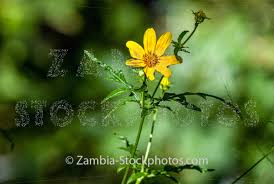 Image result for Kyllinga alba