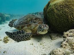Sea Turtle Turtle Love Sea Turtle Pictures Turtle Time