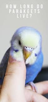 It is there they originally flew together in groups called flocks. How Long Do Parakeets Live What Is Their Average Lifespan