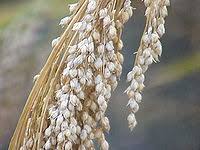 Image result for Panicum subflabellatum