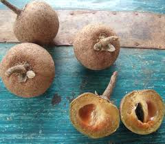 Image result for Manilkara