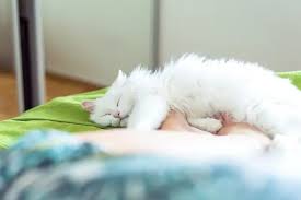 Ask a professional cat vet anytime. Why Do Cats Sleep At The Foot Of The Bed Vet Explains Pets