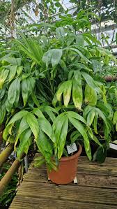 Image result for Queenslandiella