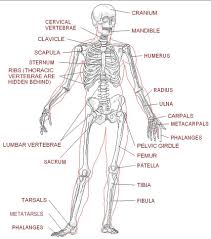 Worksheets For Anatomy Google Search Skeletal System Human Skeleton Anatomy Skeletal System Anatomy