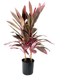 Image result for Cordyline