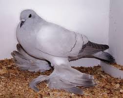 انواع حمام الزينة Pigeon Breeds Types Of Pigeons Pigeon