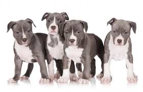 Give a puppy a forever home or rehome a rescue. Blue Pit Bull Puppies Lovetoknow