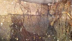 It could be a broken pipe or the drainfield could need replacing. Is A Septic Tank Repair Possible Ukdp