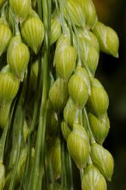 Image result for Panicum subalbidum