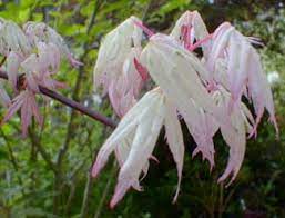 Paghat S Garden Acer Palmatum Ukigumo