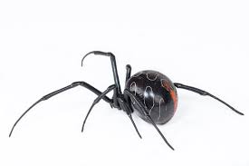 Black widow was originally scheduled to arrive in u.s. Latrodectus Umbukwane Wikipedia