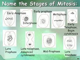 Check spelling or type a new query. Cell Cycle Cell Division