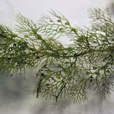 Kuvahaun tulos haulle bladderwort plant