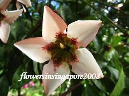 Image result for Rothmannia longiflora