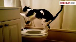 Tuvaletini Klozete Yapan Akilli Kedi Dailymotion Video