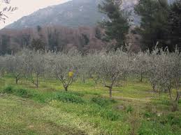 Scea Sagone Nature