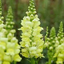 Image result for Snapdragon Yellow 1980 MG