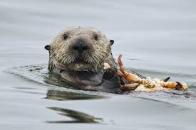 Except for sea otters, otters live in dens, most made by other wildlife, such as beavers. 12 Facts About Otters For Sea Otter Awareness Week U S Department Of The Interior