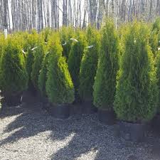 Planter and tree on patio. Emerald Green Arborvitae Gullo S Garden Center