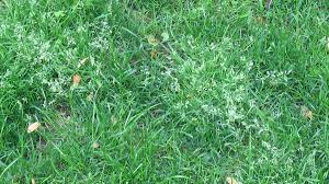 Image result for Poa annua