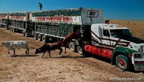 Cattle Leave The Land Train Alice Spring Australia Road Train Big Trucks Trucks