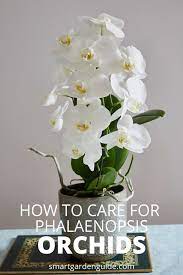 Phalaenopsis Orchid Care For Beginners (Easy Guide) - Smart Garden Guide