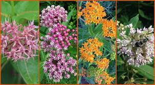 Butterfly bush may be grown from seed sown early indoors and transplanted outside after frost. The Monarch Butterfly Host Plant Milkweeds And How To Grow Them From Seed