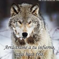 Resultado De Imagen Para Lobos Frases Frases Frases De Lobos Imagenes De Lobos