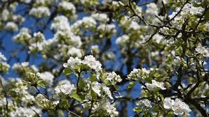 Moisten the hole with water before planting the holly. Aster Dumosus Apollo White Flowers Stock Footage Video 100 Royalty Free 19332502 Shutterstock