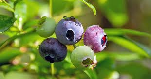 The website also has canning & freezing instructions, related events and fun and listings for every other state and many countries! Top 10 Blueberry Varieties To Grow At Home Gardener S Path