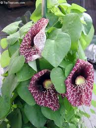 Image result for Aristolochia gigantea