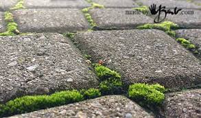 Check spelling or type a new query. How To Make Moss Madebybarb Easy Method To Add Realistic Green Moss To Concrete