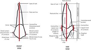 These tooth chart anatomy labels make it easy to record and reference accurate and detailed dental exam information. Tooth Morphology Overview Intechopen