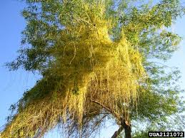 Image result for Cuscuta kilimanjari
