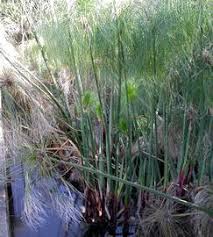 Image result for Cyperus sp. no. 1